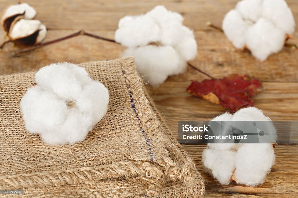 cotton balls cotton balls on burlap sack and wooden planks Agriculture Stock Photo