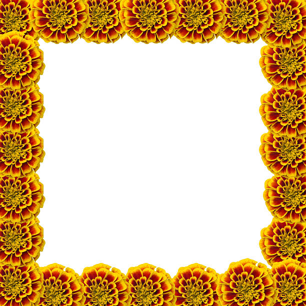 istock Frame of  french marigolds isolated on white background 521973783