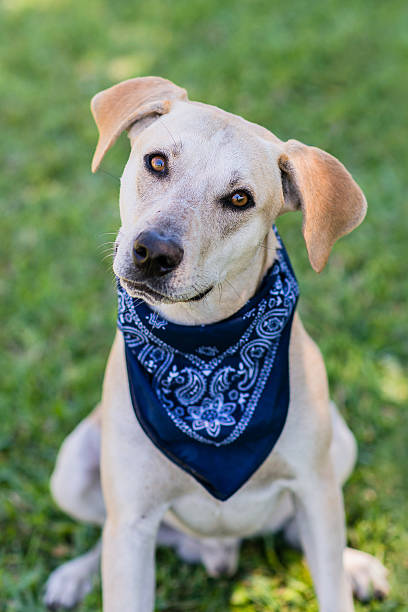 istock White dog wearing a blue bandana 521974623