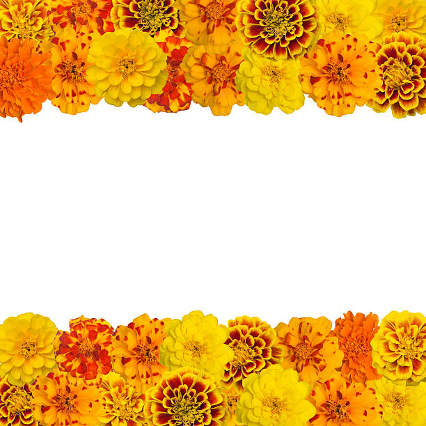 Floral background of orange bright daisies on a white background. Free space for your ideas, products and inscriptions.