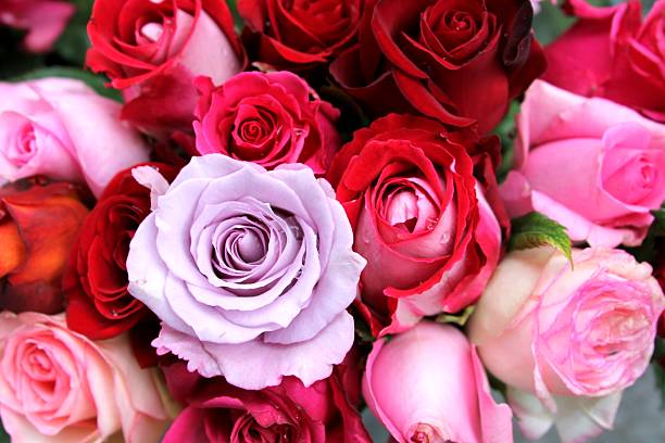 istock background desktop wallpaper, red and pink roses 521974814