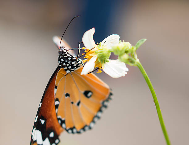 istock Colorful butterflies 521975175