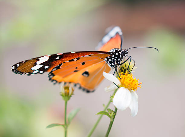 istock Colorful butterflies 521975177