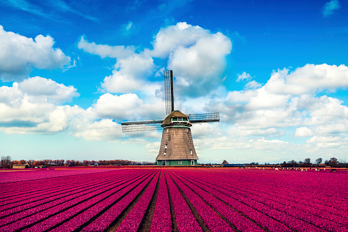Colorful Tulip Fields in front of a Traditional Dutch Windmill. Visible are amazing blue sky, dramatic cloudscape over the purple tulip fields in spring. The Netherlands