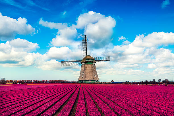 Colorful Tulip Fields in front of a Traditional Dutch Windmill Colorful Tulip Fields in front of a Traditional Dutch Windmill. Visible are amazing blue sky, dramatic cloudscape over the purple tulip fields in spring. The Netherlands dutch culture photos stock pictures, royalty-free photos & images