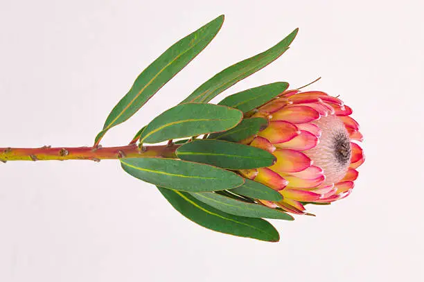 Protea, the national flower of South Africa.