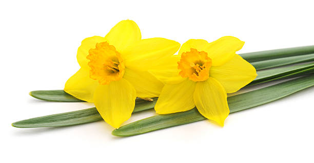istock Flowers yellow narcissus. 521977194