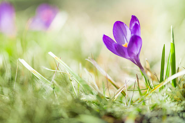 istock purple early crocus blossom at spring with green grass 521977264