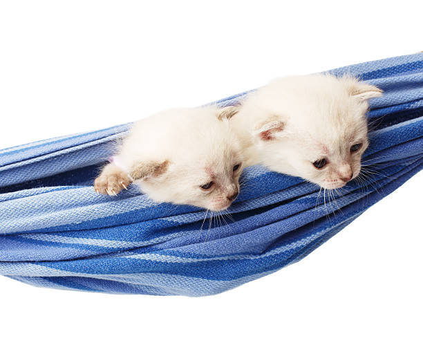 istock Cute white kittens in a hammock isolated 521977524
