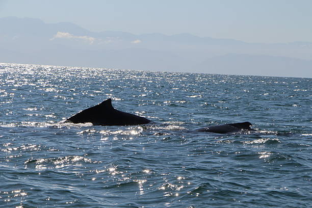 istock Whale cow and calf on the sruface 521977784