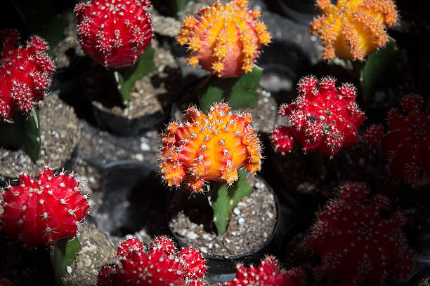 istock Red Orange Yellow Succulent Cactus Macro 521978776