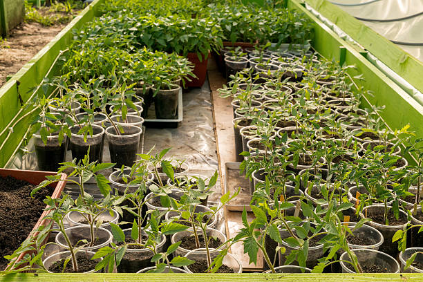istock Greenhouse for growing seedlings 521979742