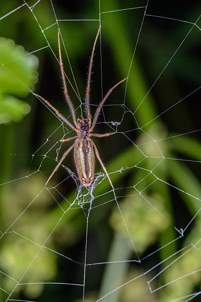istock The Spider Moves  in her Web 521980664