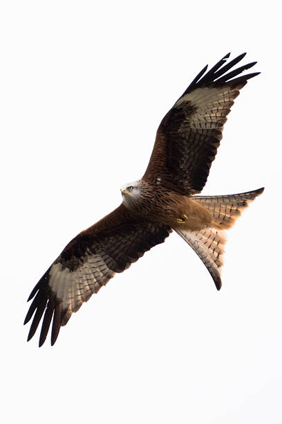 istock Red Kite flying over mid Wales, UK 521981696