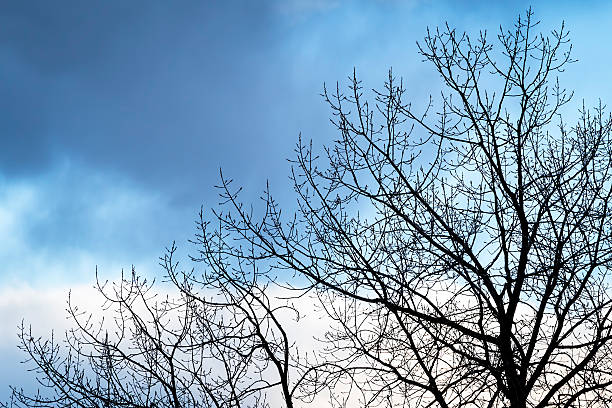árvore sem folhagem início contra um céu nublado - treetop sky tree high section imagens e fotografias de stock