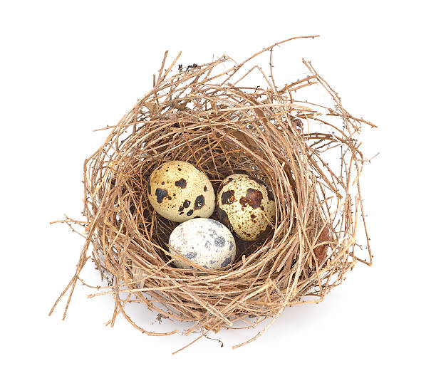 istock bird's nest and eggs  isolated on white 521987432