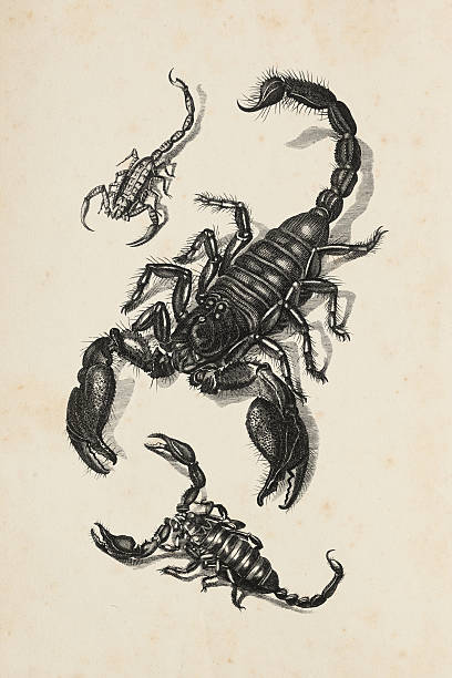 ilustrações de stock, clip art, desenhos animados e ícones de gravação de escorpião de 1809 - escorpião aracnídeo