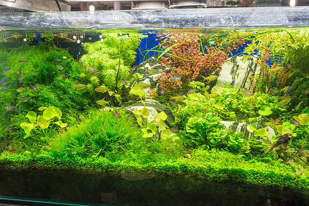 istock Aquarium fish tank with many plants and fish 521987856