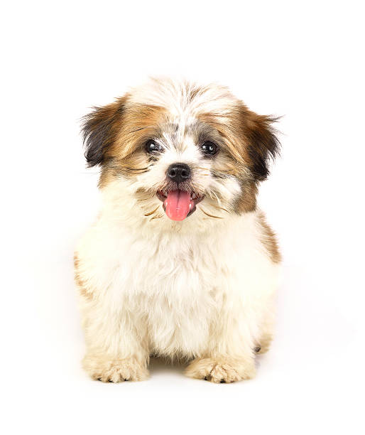 istock Bolognese puppy, 2 months old, white background 521987860