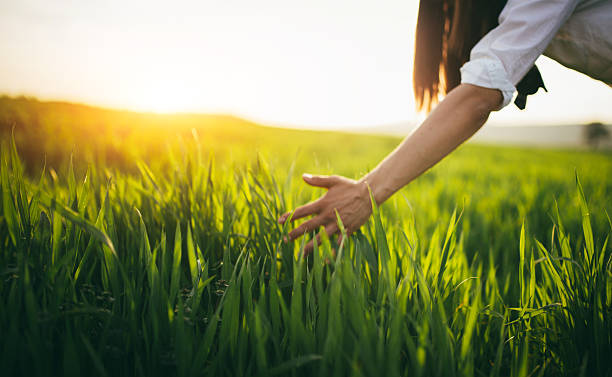 istock Hand touching  plants in a field 521988022