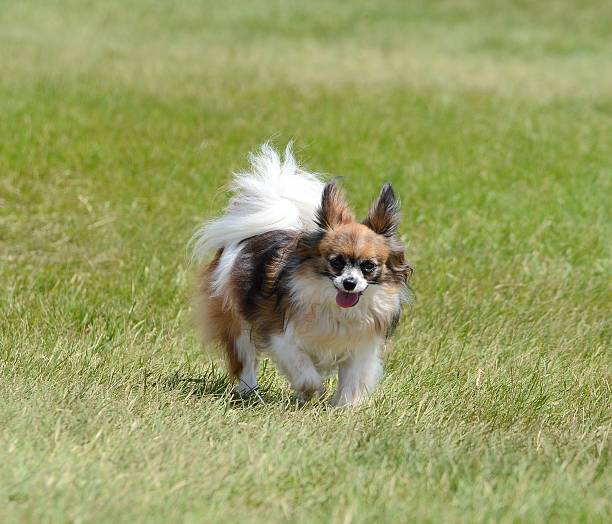 istock Papillon Dog on a Lawn 521988318