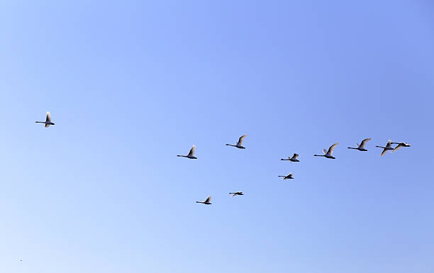 istock Geese flying in blue spring sky, v-formation 521988382