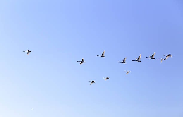 istock Geese flying in blue spring sky, v-formation 521988418