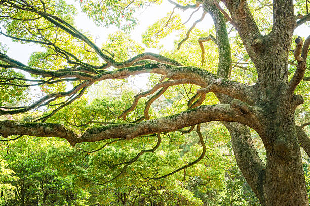 新鮮な緑の木々 - tree leaf green chlorophyll ストックフォトと画像