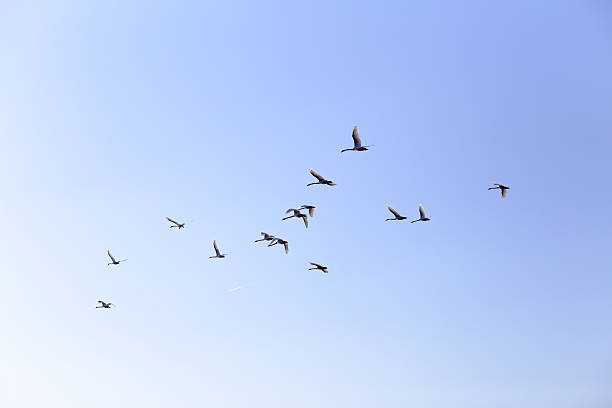 istock Geese flying in blue spring sky, v-formation 521988722