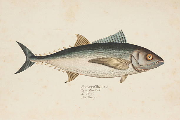 Steel engraving of tuna fish ( Thunnini ) from 1785