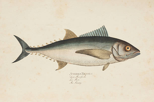 Engraving tuna fish tunny from 1785 Steel engraving of tuna fish ( Thunnini ) from 1785 fish illustrations stock illustrations