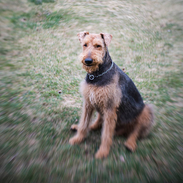 istock Airedale terrier dog sitting on the grass on the backyard 521989040