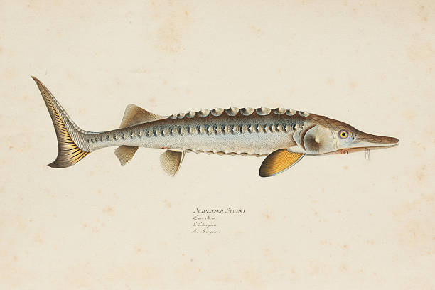 Engraving European sea sturgeon fish from 1785 Steel engraving of European sea sturgeon ( Acipenser Sturio ) from 1785 sturgeon fish stock illustrations