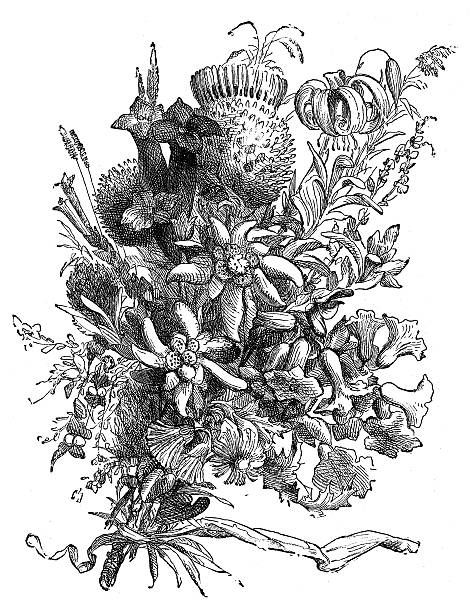 antique illustration of switzerland: alpine flowers - i̇sviçre illüstrasyonlar stock illustrations