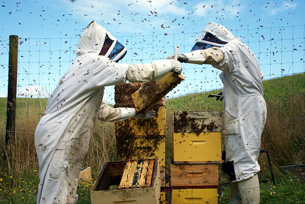 商業 養蜂家 ハチの巣 付き - beehive rural scene bee outdoors ストックフォトと画像