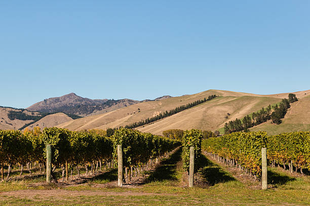 istock vineyards in New Zealand 521990332