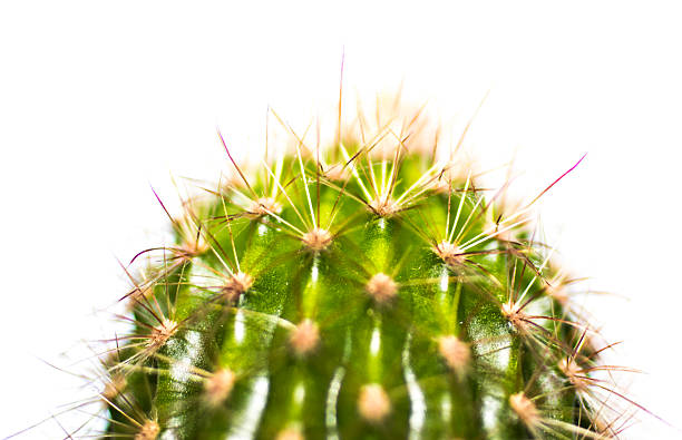 istock Opuntia cactus isolated on white background 521991530