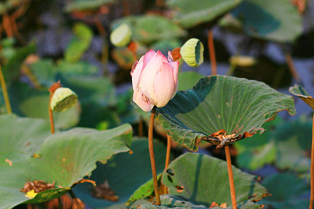istock Water Lily Flower in fountain pond 521991842