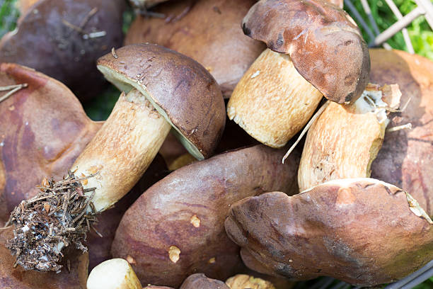 istock fresh porcini mushrooms 521992079