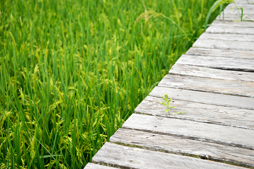 wood walk  way on rice green field