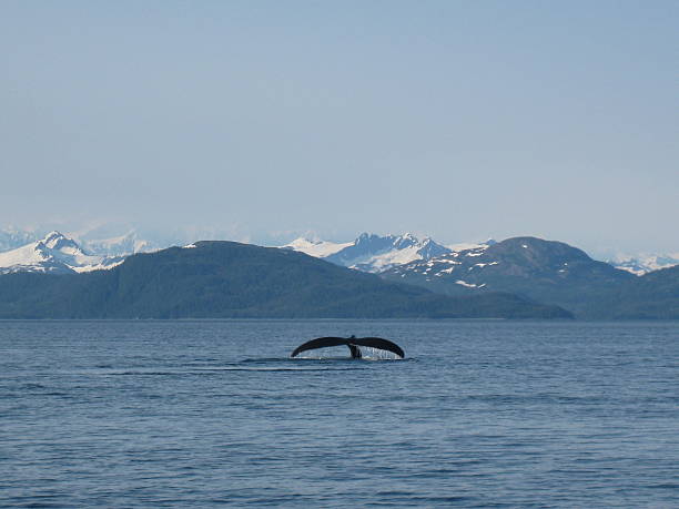 istock Humpback Whale Tail in the Prince William Sound 521992477