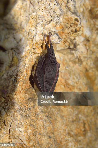 Greater Horseshoe Bat Stock Photo - Download Image Now - Animal, Animal Body Part, Animal Ear