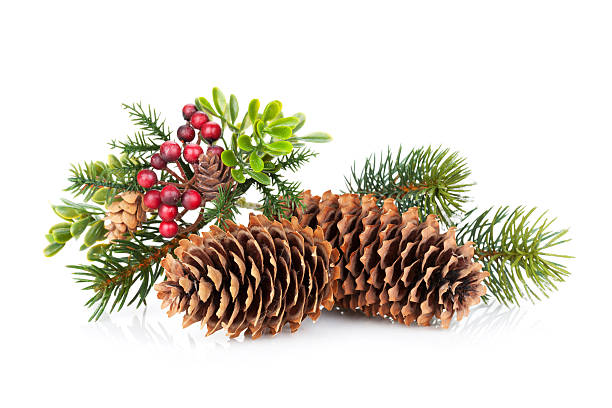 istock Christmas tree branch with holly decor 521993571