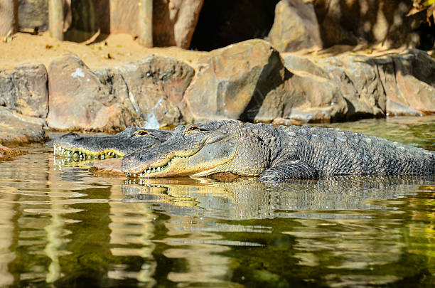 istock Amphibian Prehistoric Crocodile 521993666