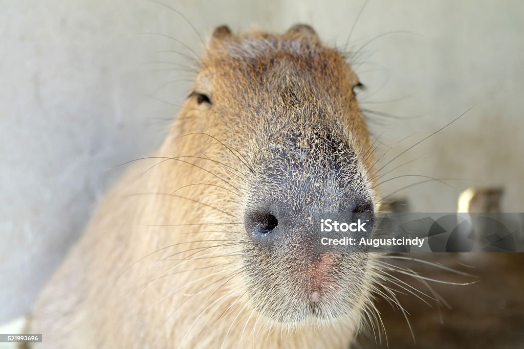 capybara funny face Closed up of capybara funny face Capybara Stock Photo
