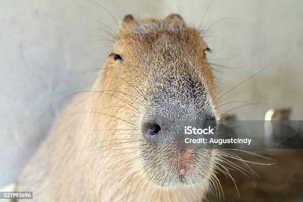 Capybara Funny Face Stock Photo - Download Image Now - Capybara, Humor, Animal