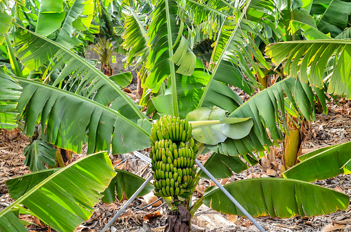 Banana Plantation Field in Tenerife Canary Islands