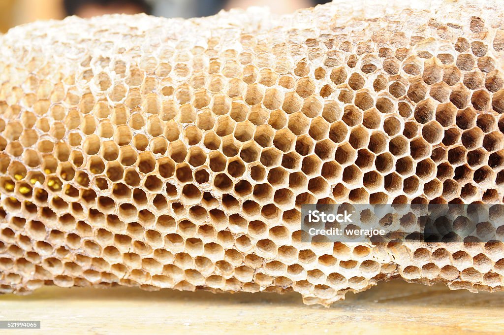 Wasps nest Animal Stock Photo