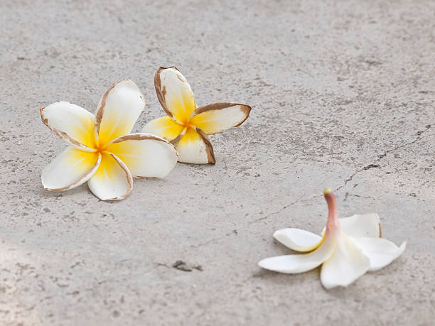 istock The fallen flowers on the concrete floor background 521995012