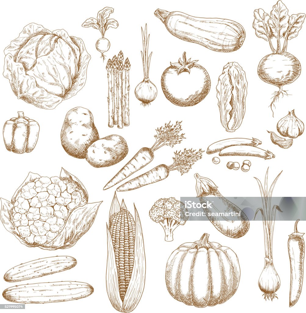 Organically healthy vegetables retro sketches Cabbages, onion and tomato, pepper and potato, cucumbers, beet and broccoli, carrots, pumpkin and corn, eggplant, pea and cauliflower, zucchini, garlic and radish, scallion and asparagus vegetables sketch icons for agriculture design usage Engraving stock vector